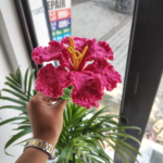 Handmade Crochet Hibiscus Flower – Knitted Decorative Flower | Yarn Craft Gift | Home Décor & Hair Accessory